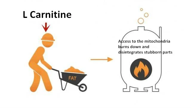 L Carnitine L Carnitine